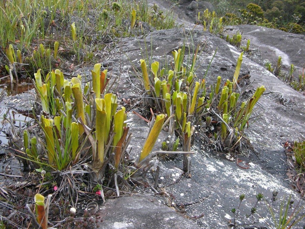Brocchinia reducta augalai, augantys ant plikos uolos