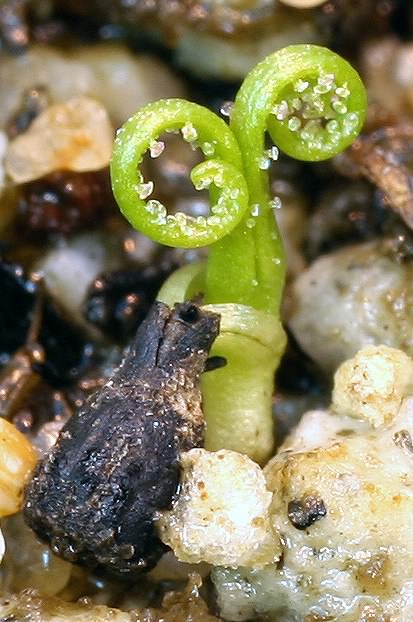 Drosophyllum lusitanicum seedling. Note the cotyledons didn't emerge from the seed. This has been typical of the seeds observed germinating.