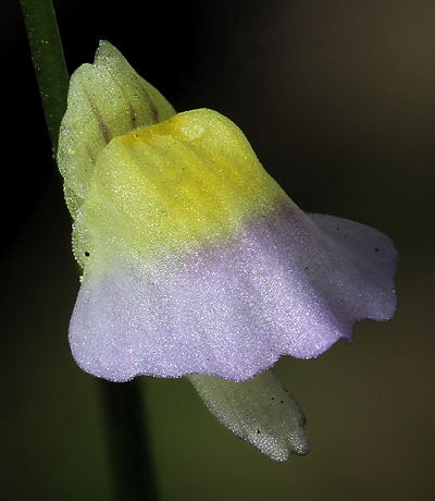 Utricularia bisquamata