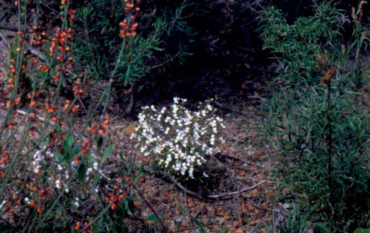 A white-flowered triggerplant blooms among other wildflowers in the estern Australian spring. The tops of the highest blossoms are perhaps 20 cm above the ground