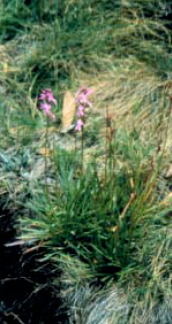Robust example of the Grass Triggerplant, about 50 cm tall