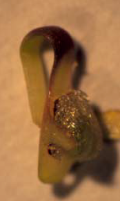 Magnified view of the excised column of S. fimbriatum, from the northern part of Western Australia. The tip of the column, where pollen is produced and received, is at the foot of the picture. This column was dissected from its flower when reset and ready to be triggered. The column is about 5 mm long when bent as shown