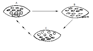 Cross-section of a column at the bend region showing the changes in cellular shape which drive the movement of the column. Beginning at A, cells on one side of the bend are round and large while their opposites are flat and small. Immediately upon triggering the situation is shown at B—all cells are relatively deflated. Soon after the situation is the reverse of that at A, as shown at C. The sprung column slowly resets in a series of steps (multiple arrows) to return to the original position