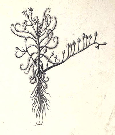 The type of Drosera indica, part of the the Paul Hermann Herbarium from the 1670s. Linnaeus used this drawing to define Drosera indica.