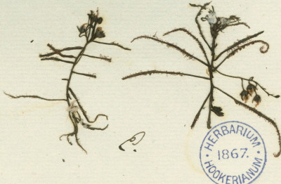 Detail of K000659128 showing Drosera indica from Kalutara, Sri Lanka, collected by James Macrae, likely 1827-1830 (bio). Notice these specimens have petioles while the Paul Hermann drawing above has the trapping tentacles all the way to the base of the leaves. Image © Board of Trustees of the Royal Botanic Gardens, Kew.