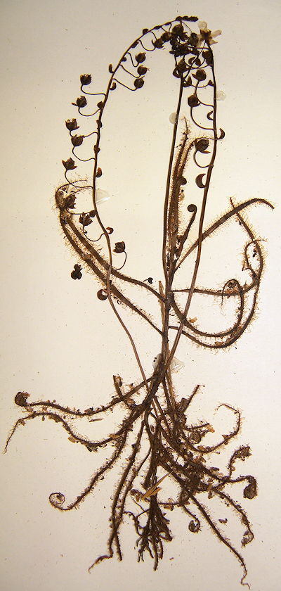 Drosera finlaysoniana pressed and dried on an herbarium sheet. It is specimen HO30798 at the Tasmanian Herbarium, University of Tasmania. The collection location is reported to be near Mcarther, Northern Territory, Australia. Photo © Robert Gibson.