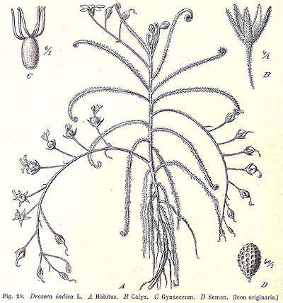 Diels (1906) drawing of "Drosera indica". Image reproduced from the Digital Library of the Royal Botanical Garden of Madrid (CSIC), Droseraceae p. 78.