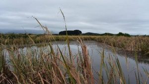 A new stamp released by New Zealand Post will help save wetlands.