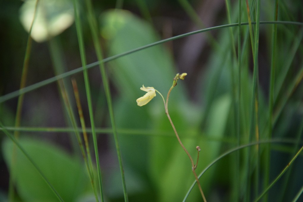 Mažasis skendenis, Utricularia minor, Bakanauskų pelkė, birželio 15 d.