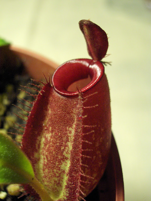 Nepenthes ampularia