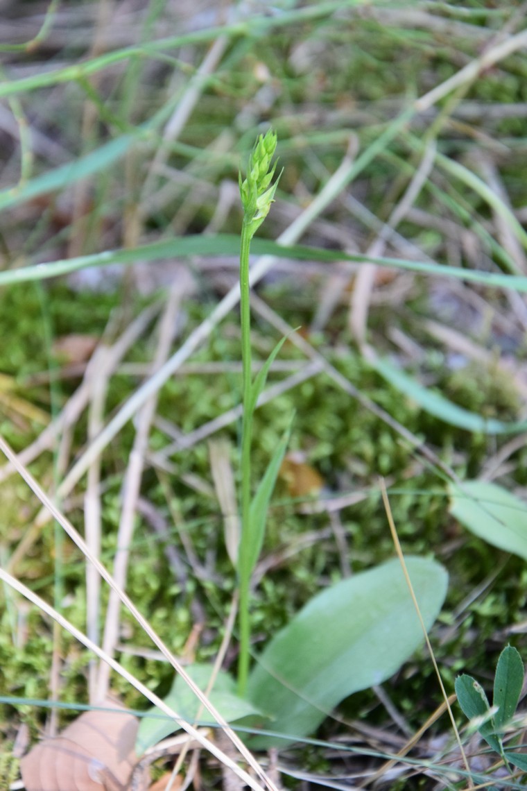 Miškinė plikaplaiskė (Neottianthe cuculata)