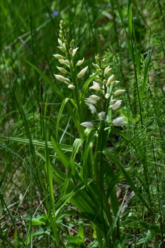 Kardalapis garbenis, Cefalanthera longifolia