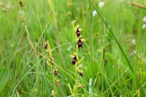 Musinis ofris, Ophrys insectifera