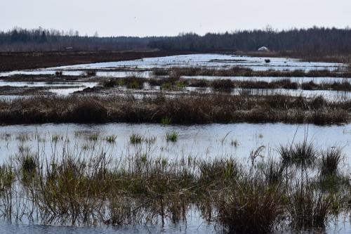 Ežerėlio durpyno vaizdai