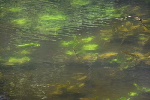 Spindžiaus ežero žaliasis takas (Strėvos įgriuvos pažintinis takas)