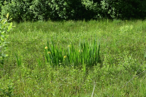 Ilgininkų telmologinis draustinis
