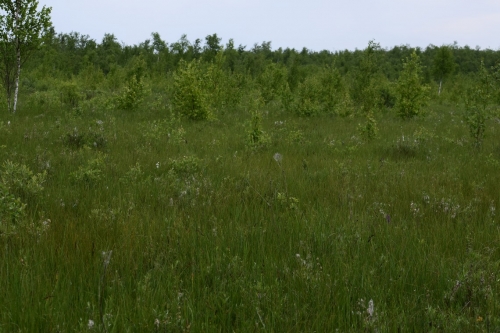 Ilgininkų telmologinis draustinis