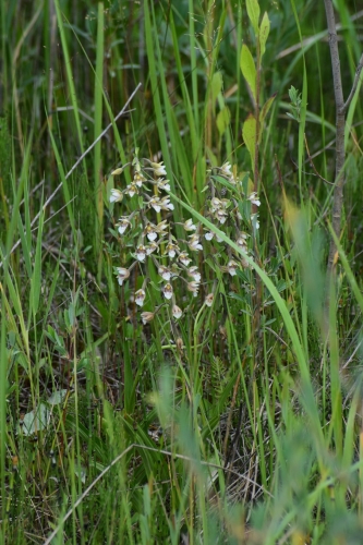 Pelkinis skiautalūpis (Epipactis palustris), 2021-07-04
