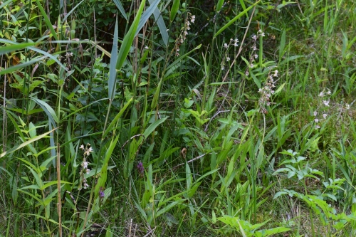 Pelkinis skiautalūpis (Epipactis palustris)
