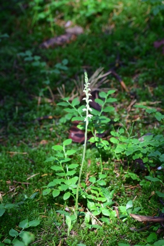 Šliaužiančioji sidabriukė (Goodyera repens)