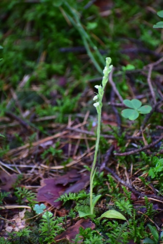 Šliaužiančioji sidabriukė (Goodyera repens)