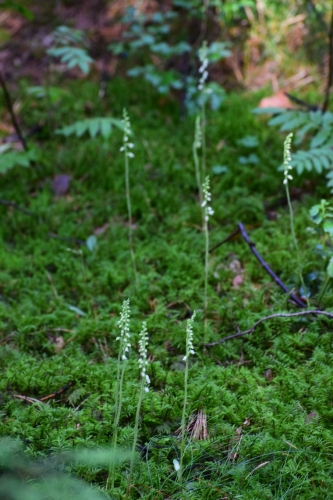 Šliaužiančioji sidabriukė (Goodyera repens)