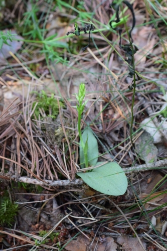 Miškinė plikaplaiskė (Neottianthe cuculata)