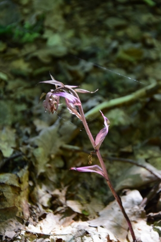 Trumpalapio skiautalūpio rausvoji forma (Epipactis purpurata var. rose)