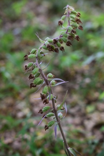 Trumpalapis skiautalūpis  (Epipactis purpurata)