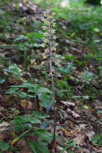 Trumpalapis skiautalūpis  (Epipactis purpurata)