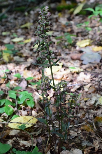 Trumpalapis skiautalūpis  (Epipactis purpurata)