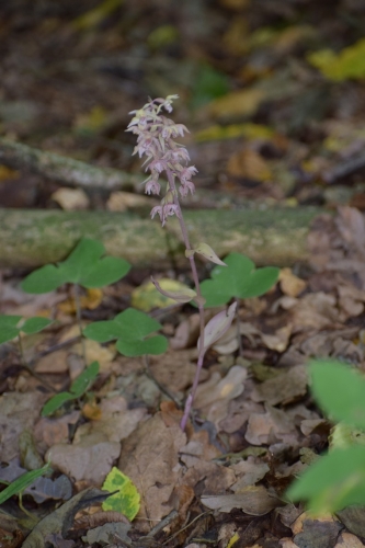 Trumpalapis skiautalūpis, rausvoji forma (Epipactis purpurata f. rosea), 2021-08-03