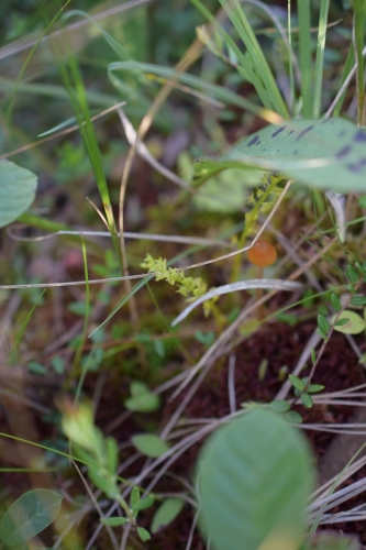 Pelkinė laksva (Hammarbya paludosa)