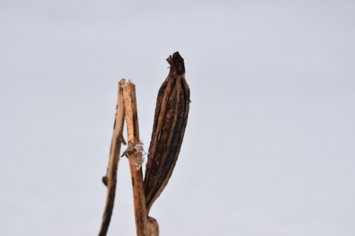 Kardalapis garbenis (Cephalanthera longifolia)