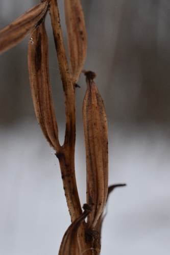 Žalsvažiedė blandis (Platanathera chloranta)
