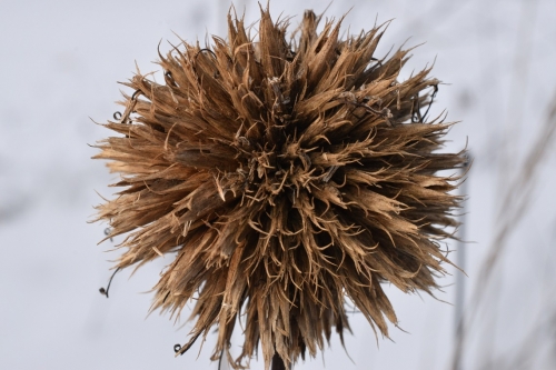 Žydrasis bandrenis (Echinops ritro)