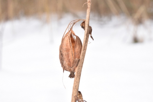 Pelkinis skiautalūpis (Epipactis palustris)
