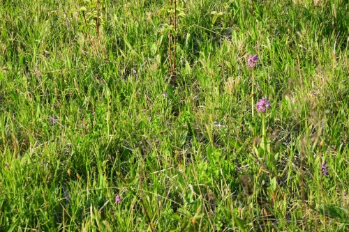 Orchis militaris et Ophrys insectifera