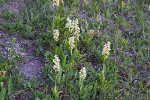Orchis pallens