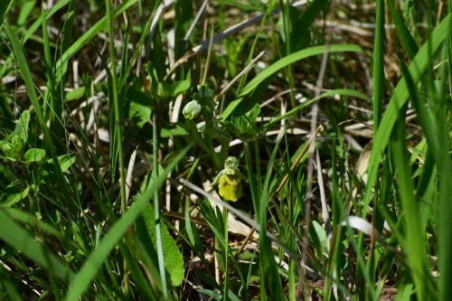 Ophrys holoserica var. chlorantha