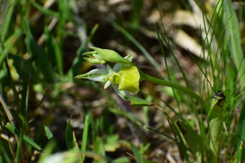 Ophrys holoserica var. chlorantha
