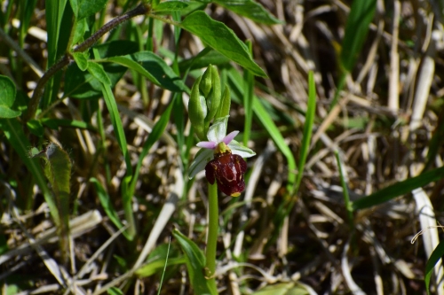 Ophrys hollubiana