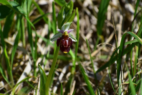Ophrys hollubiana