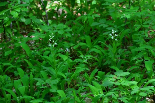 Cephalananthera longifolia