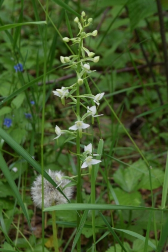 Žalsvažiedė blandis, Platanthera chlorantha