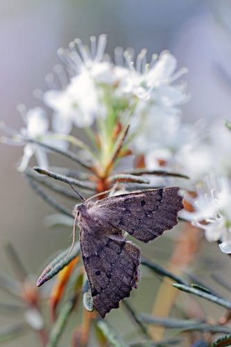 © Agnė Našlenienė
