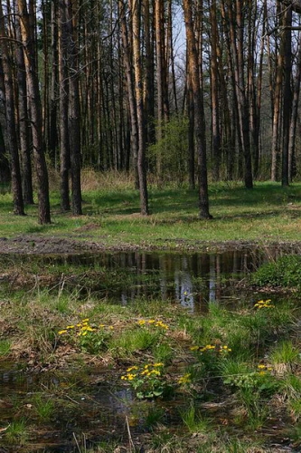 Oligotrofinė aukštapelkė, susiformavusi ant smiltingų upių terasų