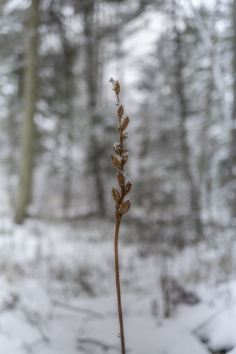 Aukštoji gegūnė © Eglūnas Židonis