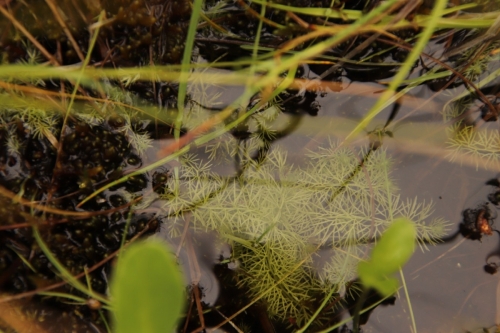 Balinis skendenis, Utricularia intermedia © Lina Deimantavičiūtė