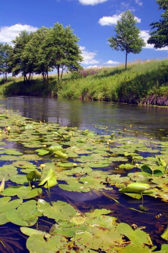 Černigovo sritis, užpelkėjusi Turijos upes atkarpa